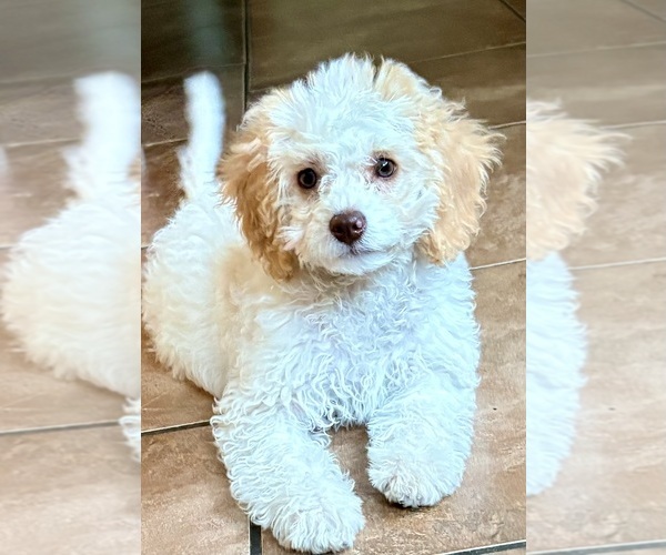 Medium Photo #1 Cavapoo (Miniature) Puppy For Sale in WAUSEON, OH, USA
