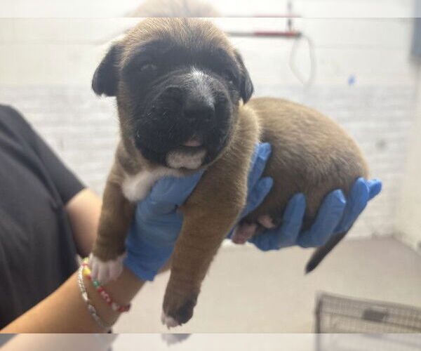 Medium Photo #1 German Shepherd Dog-Unknown Mix Puppy For Sale in San Bernardino, CA, USA