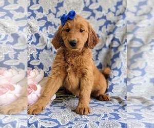 Goldendoodle (Miniature) Puppy for sale in CHRISTIANA, PA, USA