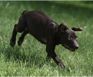 Fuzz - Male Chocolate Labrador retriever-Pointer Mix Dog for Adoption - Photo #10