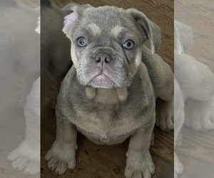 French Bulldog Puppy for sale in RIVERSIDE, NJ, USA