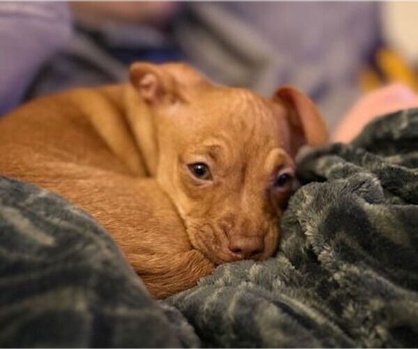 Medium Photo #1 Chiweenie Puppy For Sale in Bellevue, WA, USA