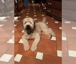Small #13 Soft Coated Wheaten Terrier