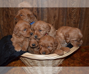 Golden Retriever Puppy for sale in GREENWOOD, WI, USA