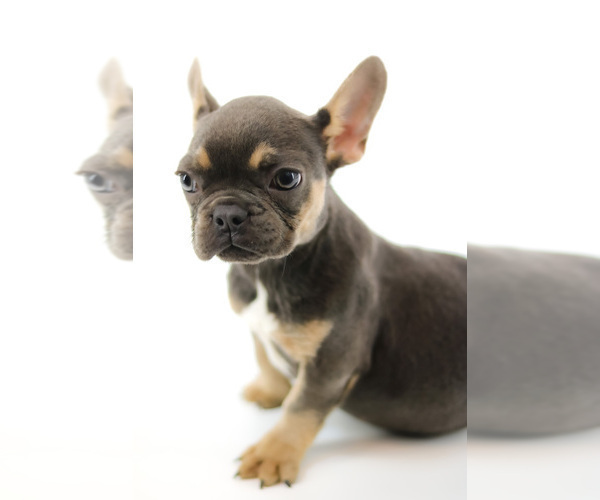Medium Photo #3 French Bulldog Puppy For Sale in PORT SAINT LUCIE, FL, USA