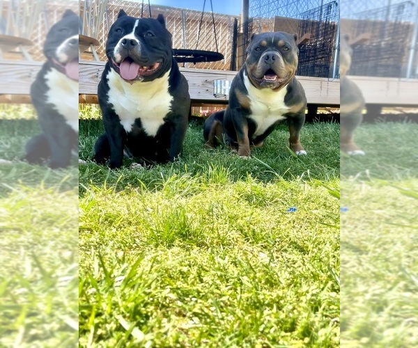 Medium Photo #18 American Bully Puppy For Sale in DRY FORK, VA, USA