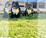 Small Photo #18 American Bully Puppy For Sale in DRY FORK, VA, USA
