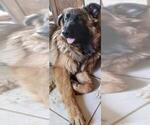 Small Photo #2 King Shepherd Puppy For Sale in YUCCA VALLEY, CA, USA