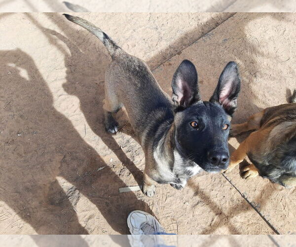 Medium Photo #5 Mutt Puppy For Sale in Imlay City, MI, USA