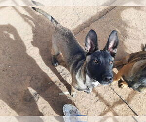 Animaniacs Litter - Mindi - Located in El Paso, TX - Female German Shepherd Dog-Unknown Mix Dog for Adoption - Photo #5