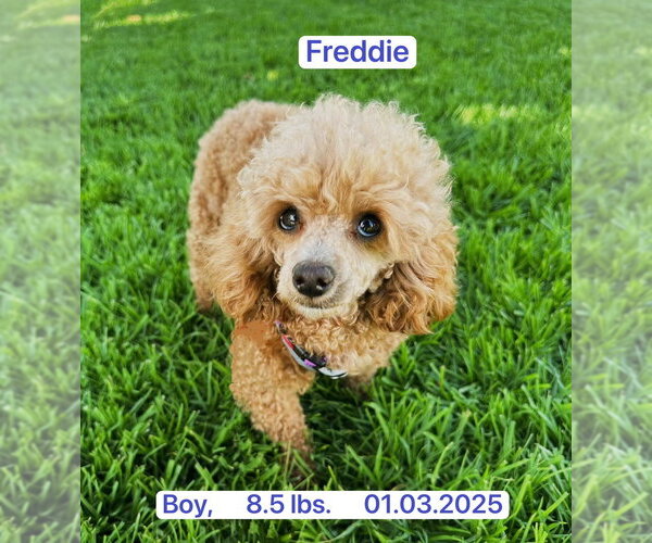 Medium Photo #4 Mutt Puppy For Sale in West Hollywood, CA, USA