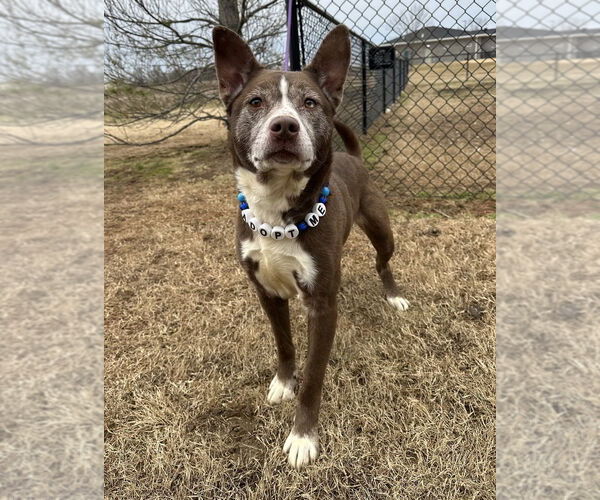 Medium Photo #1 Siberian Husky-Unknown Mix Puppy For Sale in Evansville, IN, USA