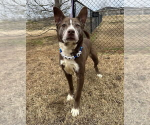 Siberian Husky-Unknown Mix Dogs for adoption in Evansville, IN, USA