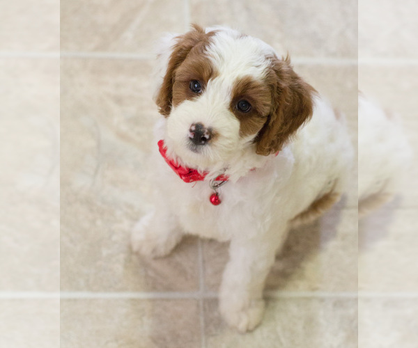 Medium Photo #8 Cavapoo Puppy For Sale in BAY VIEW, WI, USA