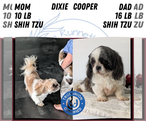 Medium Photo #9 Shih Tzu Puppy For Sale in GOSHEN, IN, USA