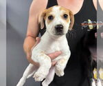 Small #1 Catahoula Leopard Dog