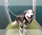 Small Siberian Husky