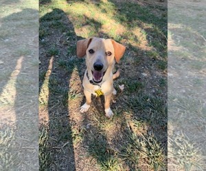 Breadstick - Male Chiweenie Dog for Adoption - Photo #3