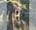 Small Photo #3 Chiweenie Puppy For Sale in Sandy, UT, USA