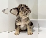 Small #1 French Bulldog