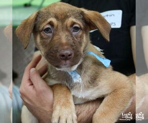 Australian Shepherd-Unknown Mix Dogs for adoption in Washington, DC, USA