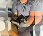 Litter of 10 - Male(s) and Female(s) Cane CorsoLitter of Puppies for Sale - Photo #5