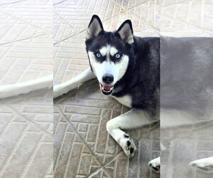 COURTESY POST: Summer - Female Siberian Husky Dog for Adoption - Photo #2