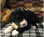 Small Photo #5 Bernedoodle Puppy For Sale in CLARE, MI, USA