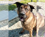 Small #4 Mastiff