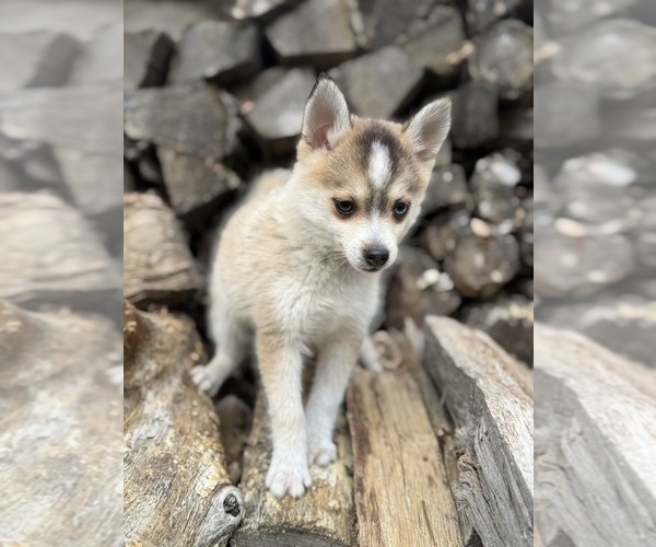 Medium Photo #3 Pomsky Puppy For Sale in STAPLES, MN, USA