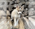 Small #2 Pomsky