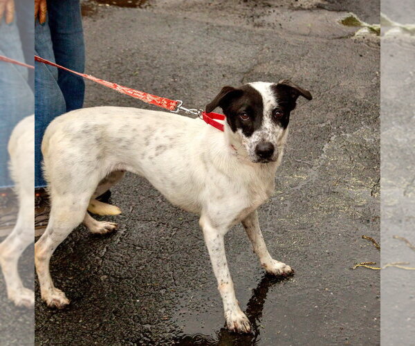 Medium Photo #18 Retriever -Unknown Mix Puppy For Sale in Canton, CT, USA