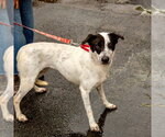 Small #17 Retriever  Mix