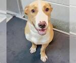 Small #2 Labrador Retriever Mix