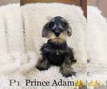 Small Photo #5 Schnauzer (Miniature) Puppy For Sale in COOKEVILLE, TN, USA