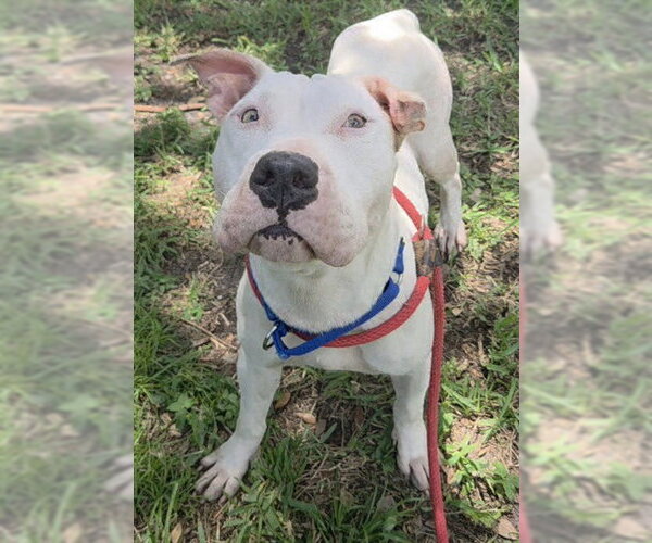 Medium Photo #2 American Staffordshire Terrier Puppy For Sale in Fort Lauderdale, FL, USA