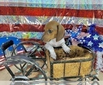 Small #6 Dachshund