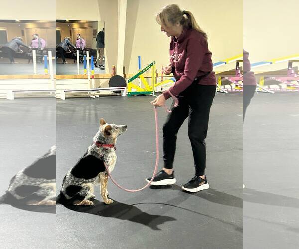 Medium Photo #5 Mutt Puppy For Sale in Highland, IL, USA