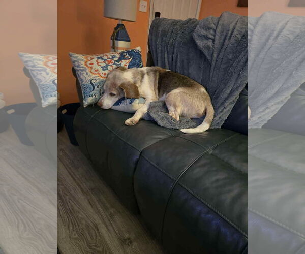 Medium Photo #3 Beagle Puppy For Sale in Tampa, FL, USA
