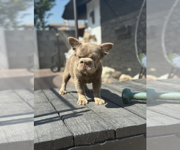 Medium Photo #14 French Bulldog Puppy For Sale in BREMEN, IN, USA