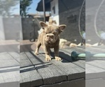 Small #13 French Bulldog