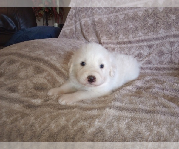 Medium Photo #6 Great Pyrenees Puppy For Sale in SHELBYVILLE, TN, USA