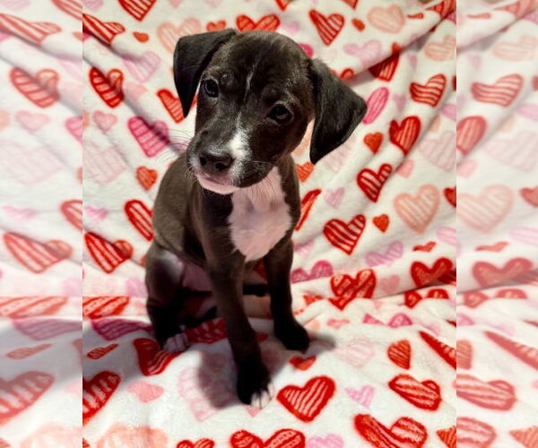 Medium Photo #6 Labrador Retriever-Unknown Mix Puppy For Sale in Plainfield, IL, USA