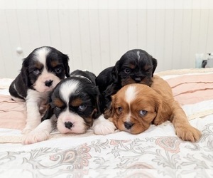 Cavalier King Charles Spaniel Litter for sale in WAXAHACHIE, TX, USA