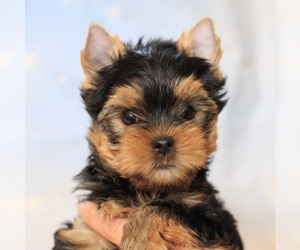 Yorkshire Terrier Puppy for sale in BATTLE GROUND, WA, USA