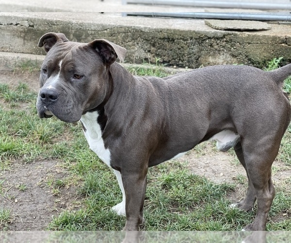 Medium Photo #1 American Bully Puppy For Sale in REESEVILLE, WI, USA