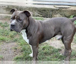 Father of the American Bully puppies born on 11/17/2022
