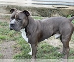 Small Photo #1 American Bully Puppy For Sale in REESEVILLE, WI, USA