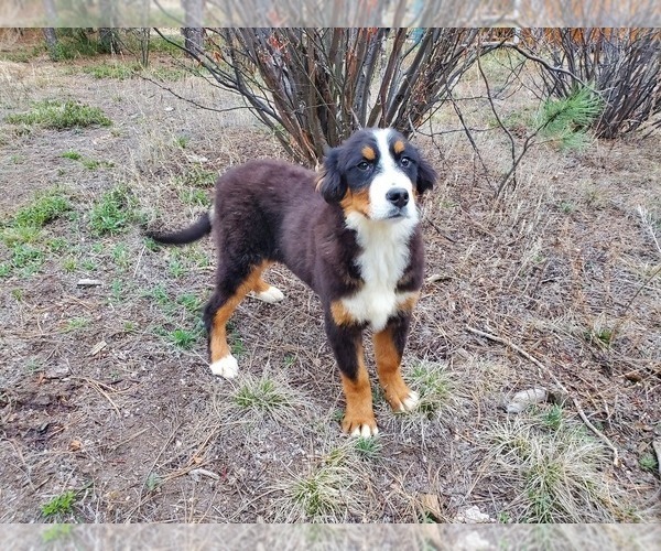 Medium Photo #3 Bernese Mountain Dog Puppy For Sale in BLACK FOREST, CO, USA