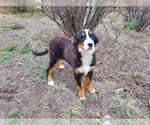 Small Photo #3 Bernese Mountain Dog Puppy For Sale in BLACK FOREST, CO, USA